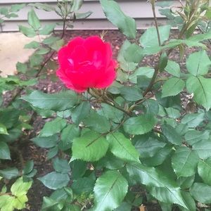 Meet your Posher, Zara